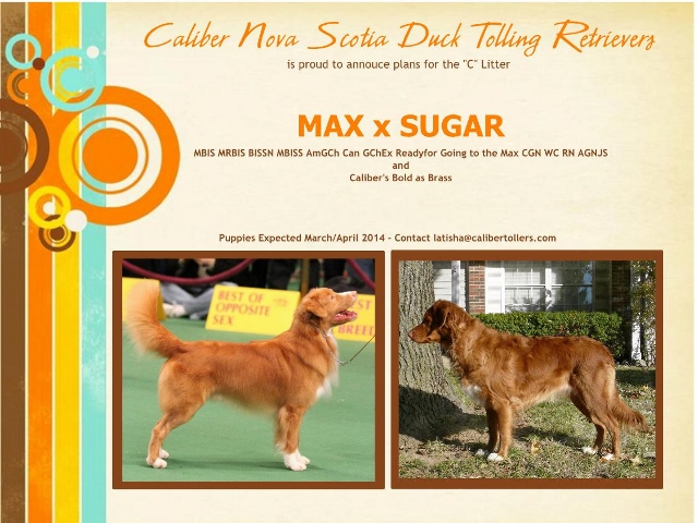 Max and Sugar Puppies