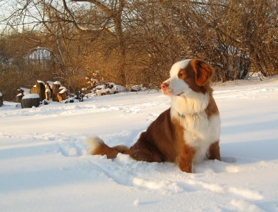 Marlin Enjoys the Snow
