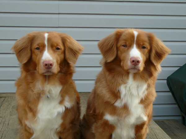 Zeppelin and Apple